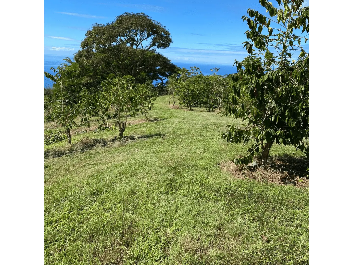 A grassy area with trees and bushes in the background.