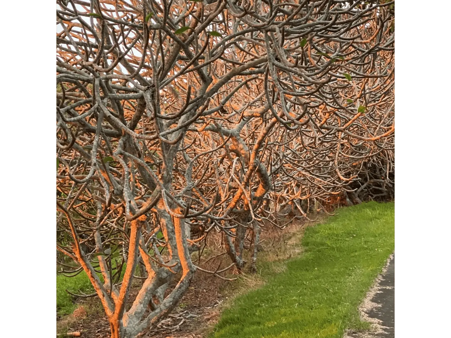 A tree that is growing in the middle of a road.